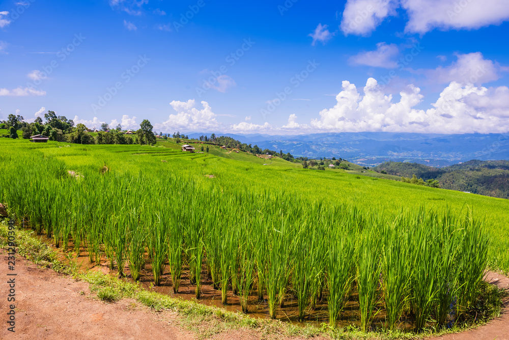 Small house and rice terraces field at pabongpaing village rice terraces Mae-Jam Chiang mai, Thailand Small house and rice terraces field at pabongpaing village rice terraces Mae-Jam Chiang mai, Thailand