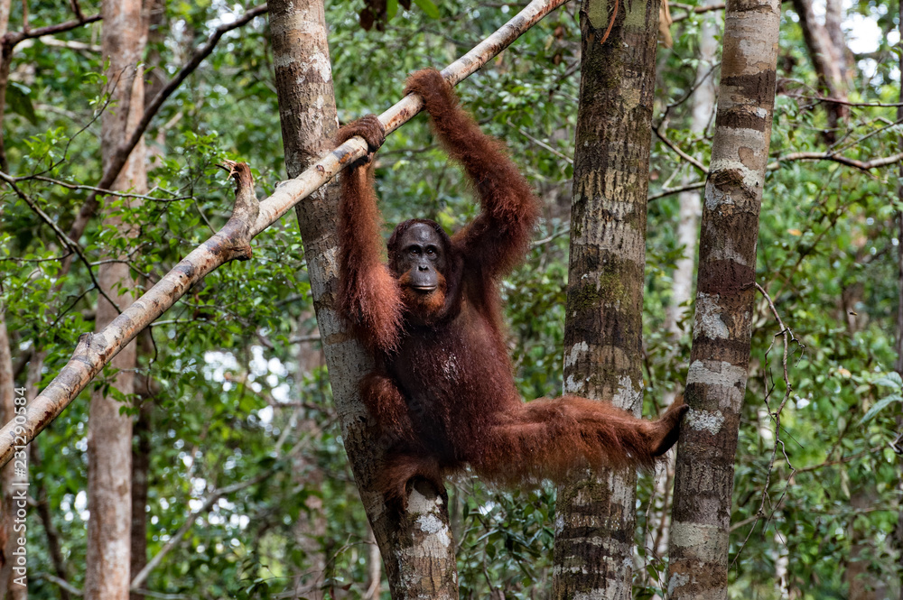 Naklejka premium Borneo Orangutan