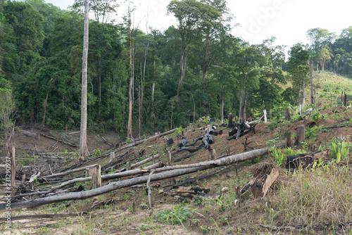 Fototapeta Naklejka Na Ścianę i Meble -  Tropical deforestation