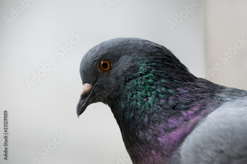 Pigeon close up portrait.