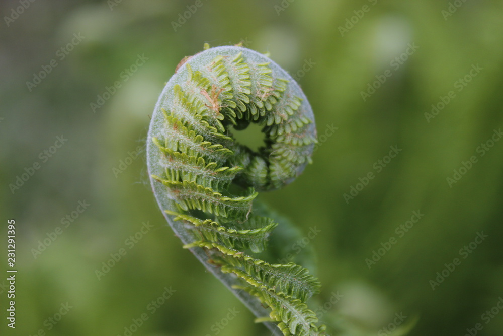 drop-leaf fern. fresh green leaf. green background