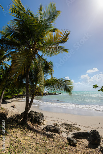 Paradise lagoon beach and palm trees, the Gosier in Guadeloupe island, Caribbean