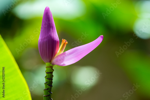 Musa sapientum banana tree flower, Guadeloupe, French West Indies. photo