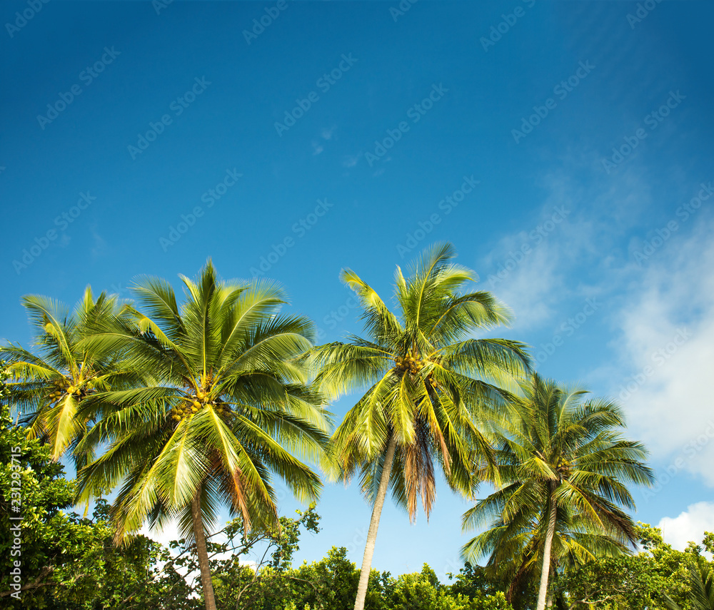 green palms on the beach, bay