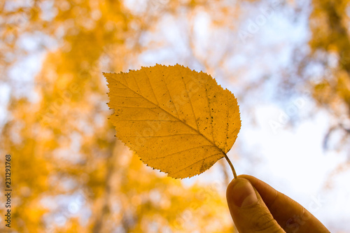 Man hand holding yellow leaf on autumn trees sky background. Season composition in park.