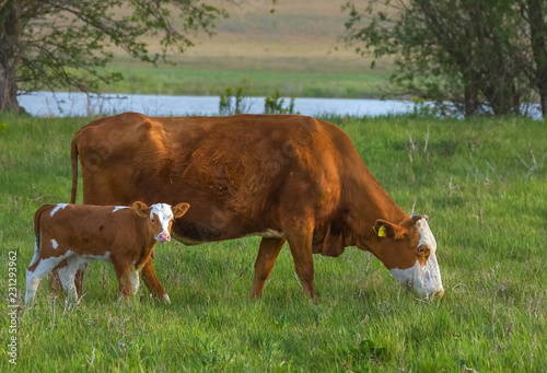 Calf in the meadow with mom. The calf on the river bank grazes with a cow. Pets, cow in pasture. © Фёдор Лашков
