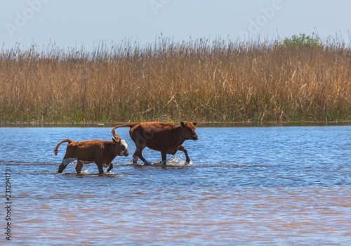 Calf in the meadow with mom. The calf on the river bank grazes with a cow. Pets, cow in pasture. © Фёдор Лашков