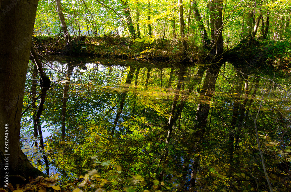 Obraz premium Herbst in den Rheinauen