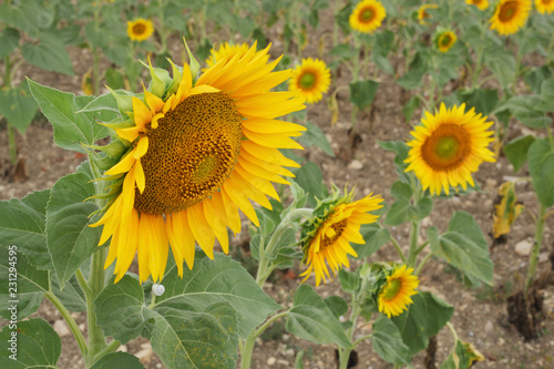 Fototapeta Naklejka Na Ścianę i Meble -  Field of sunflowers
