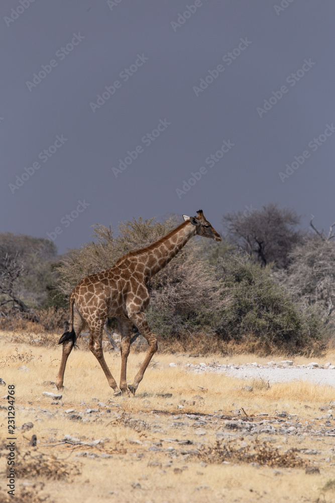 Obraz premium Giraffe geht Spazieren