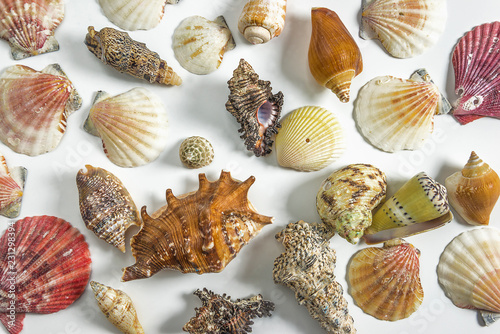 Various of beautiful sea shells on white background top view