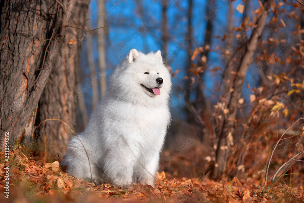 Obraz premium White dog breed Samoyed sitting on the banks of the river in the woods. Autumn, Siberia, forest.