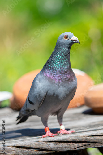 full body of speed racing pigeon bird standing outdoor