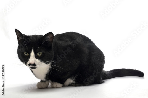 Black and white cat posing