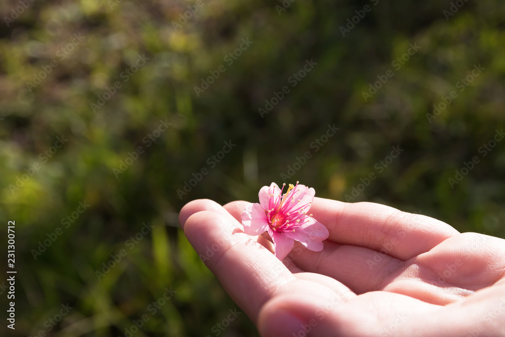 Close up a delicate pink flower on women hand with green nature background; copy space. Pink Wild Himalayan cherry flowers (Thailand's sakura or Prunus cerasoides) Close up a delicate pink flower on women hand with green nature background; copy space. Pink Wild Himalayan cherry flowers (Thailand's sakura or Prunus cerasoides)