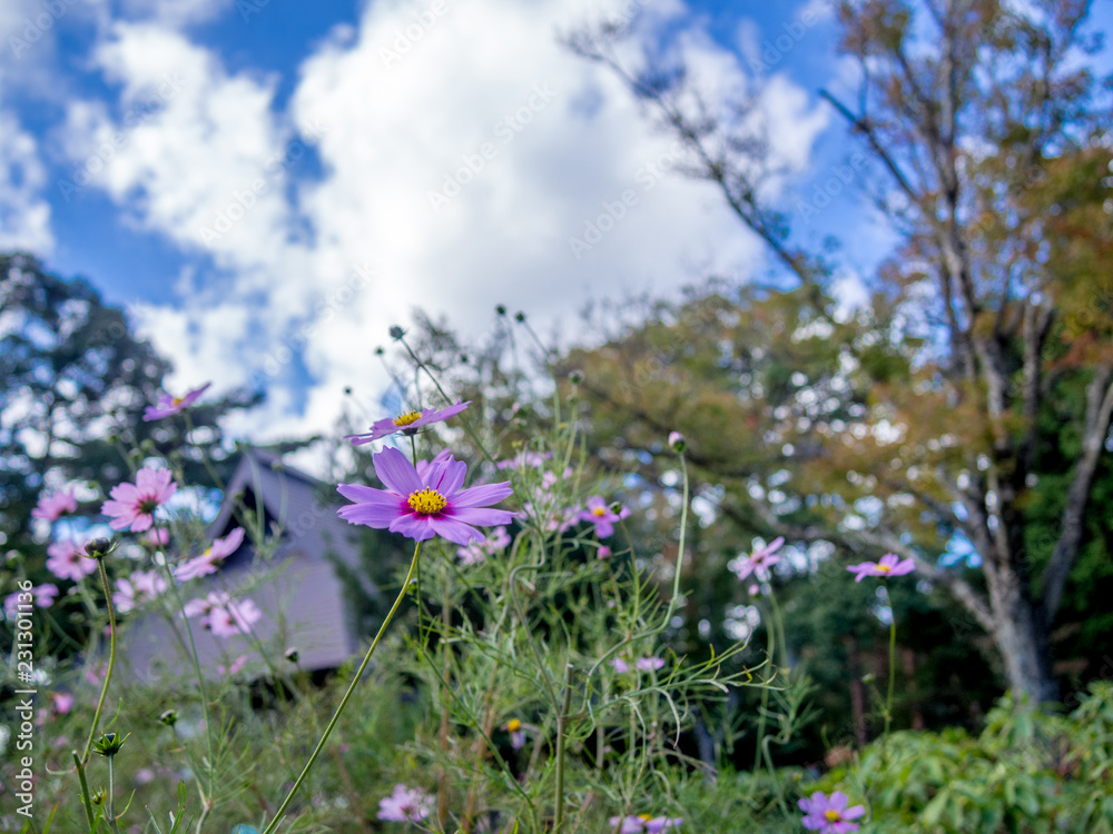 【静岡県伊豆市】公園に咲くコスモス【修善寺虹の郷】
【静岡県伊豆市】公園に咲くコスモス【修善寺虹の郷】