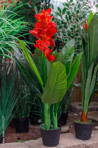 Canna indian photo