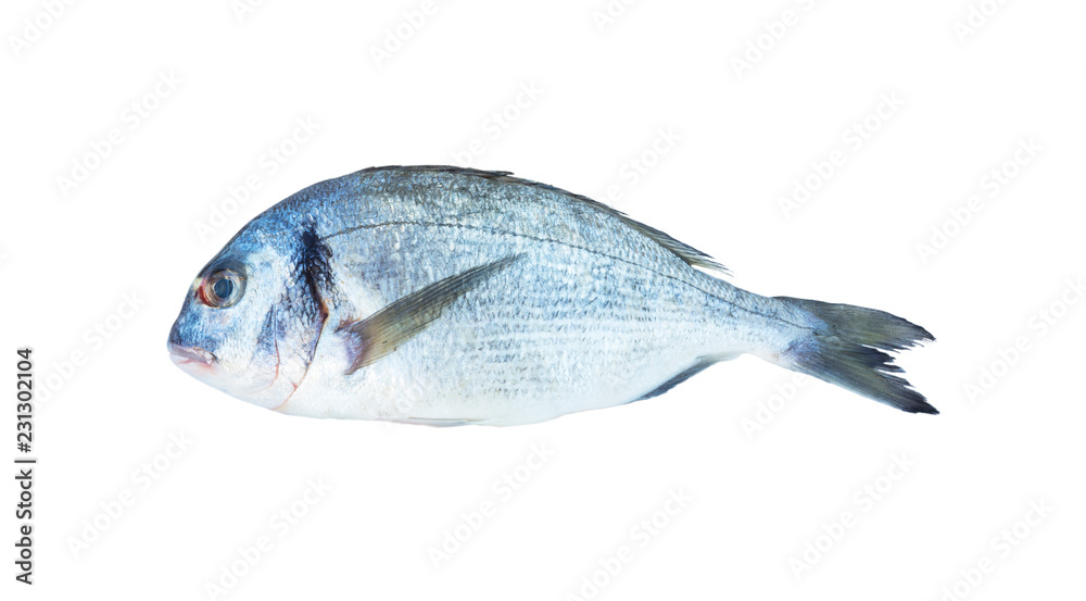Dorado fish isolated on the white background. Close-up view of raw fresh healthy dorado fish isolated on white. Dorado fish over white background. Dorado fish isolated on the white background. Close-up view of raw fresh healthy dorado fish isolated on white. Dorado fish over white background.