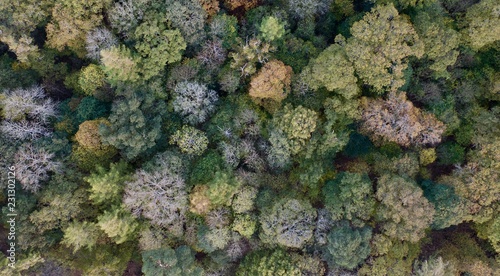 Fototapeta Naklejka Na Ścianę i Meble -  Close up of forest in autumn colours, looking down from above with drone in the Lake District ,UK