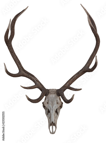 Antlers on white background, isolated