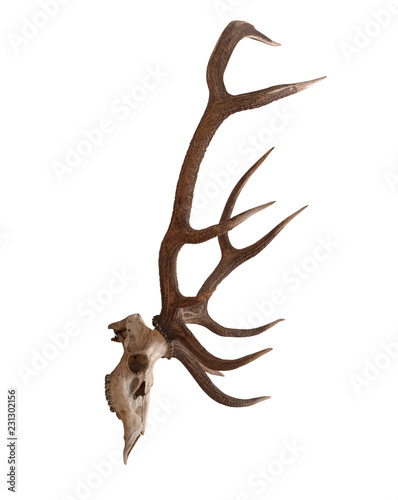 Antlers on the white side view , isolated © wlad074