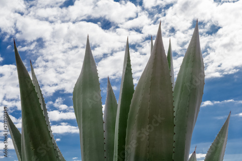 feuilles ac  r  es d agave sur fond de ciel nuageux 