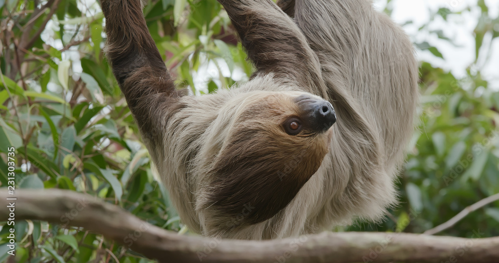 Fototapeta premium Sloth on tree