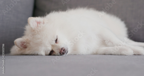 Pomeranian sleep on sofa