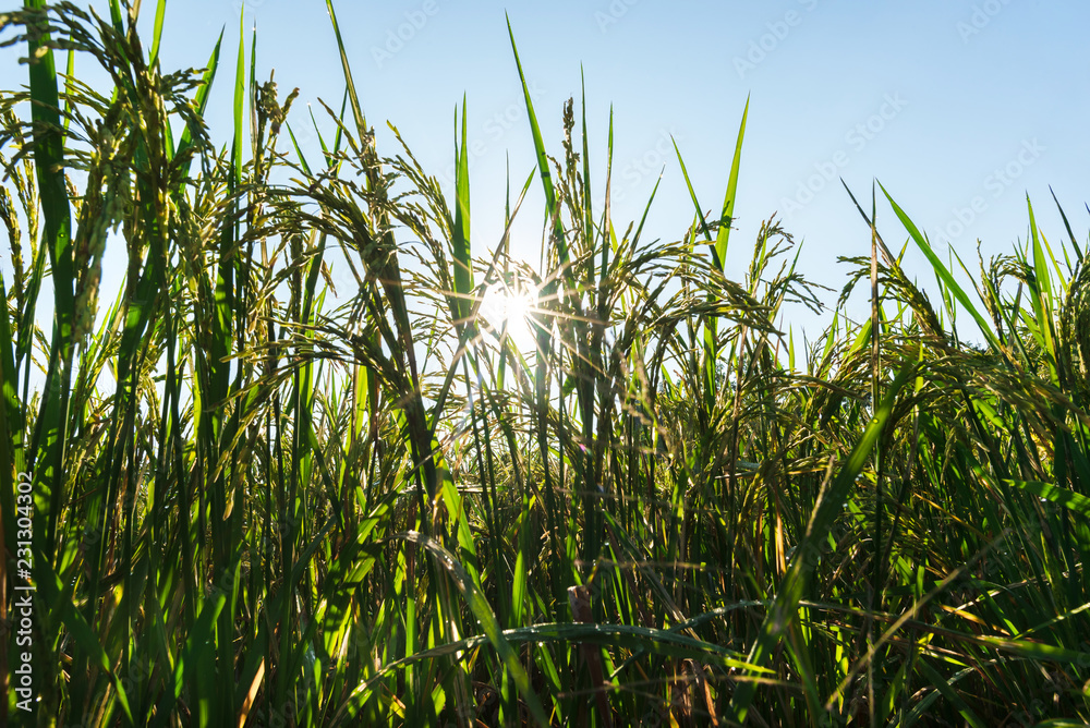 sun shining through with rice field in the morning. sun shining through with rice field in the morning.