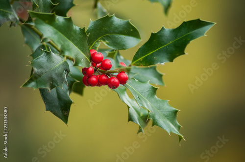 closeup of red berries on ilex  aquifolium branch  in urban park