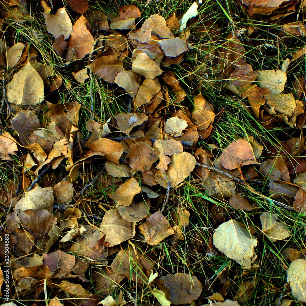 autumn leaves texture background