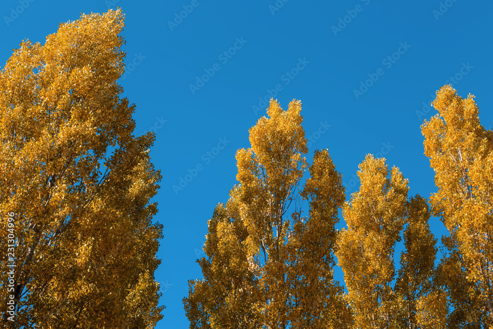 Fototapeta premium Gold colored poplar (Populus) trees in fall in front of blue sky
