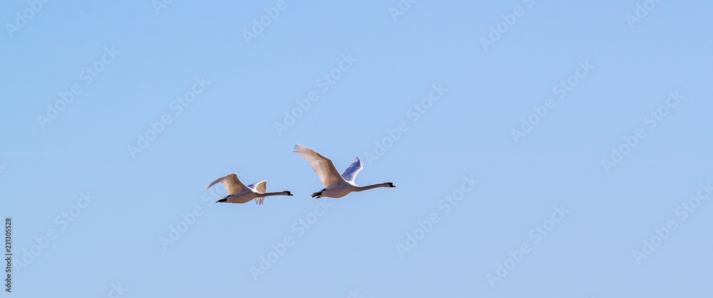 Obraz premium swans in flight