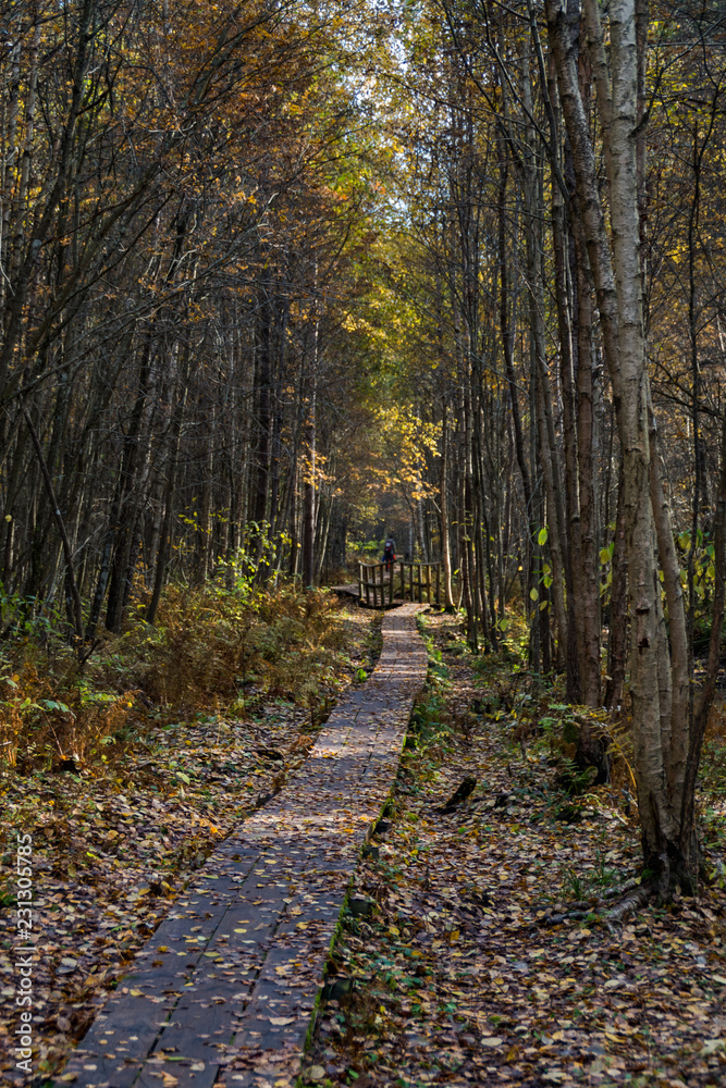 Obraz premium walk in autumn forest
