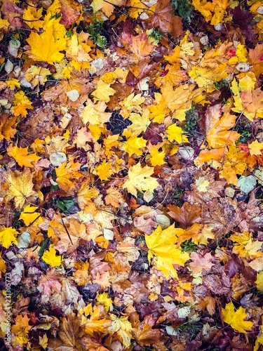 colorful autumn leaves