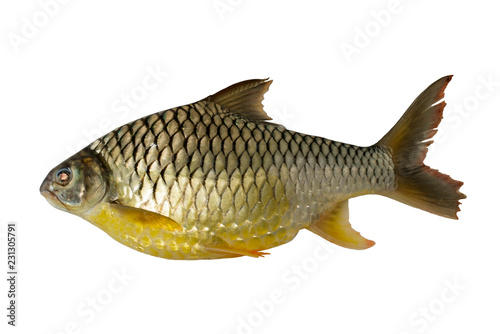 Image of silver barb or Java barb fish isolated on white background. Animal. Fresh fish.