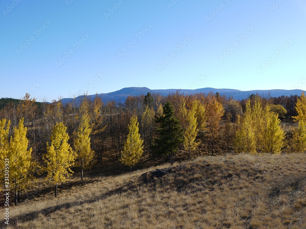 yellow aspen trees in Whitehorse, Yukon, Canada
