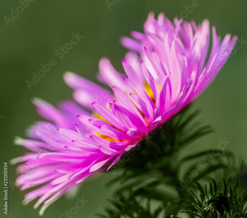 Purple flower of aster.