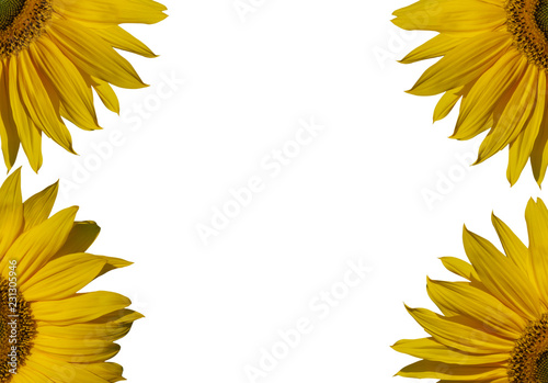 Fototapeta Naklejka Na Ścianę i Meble -  Part of sunflowers composition.