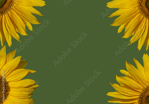 Fototapeta Naklejka Na Ścianę i Meble -  Part of sunflowers composition.