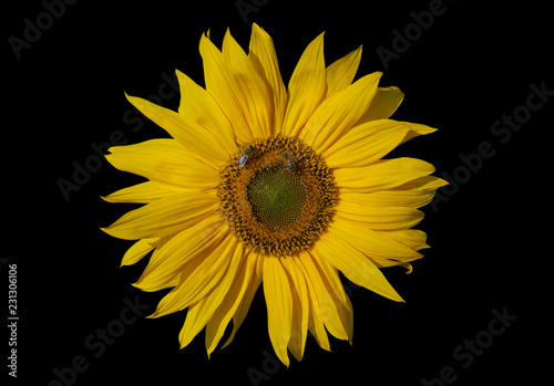 Fototapeta Naklejka Na Ścianę i Meble -  Yellow sunflower and bees.