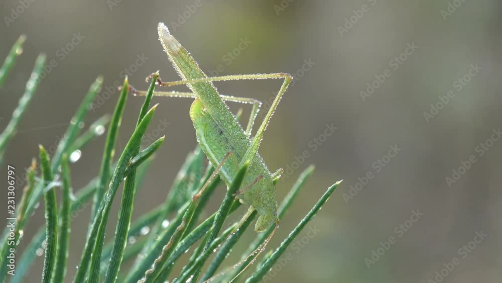 Young grasshopper all in morning dew sits on coniferous tree in meadow. Insect a macro and extreme close up