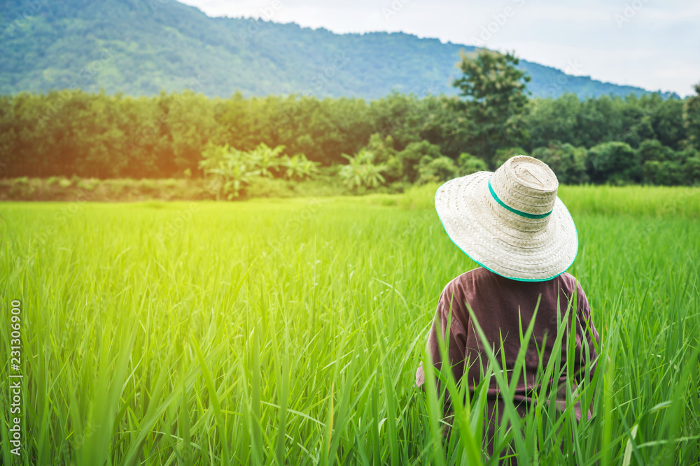 Thai female farmer wearing a hat standing over green rice farm with landscape of mountain in background Thai female farmer wearing a hat standing over green rice farm with landscape of mountain in background