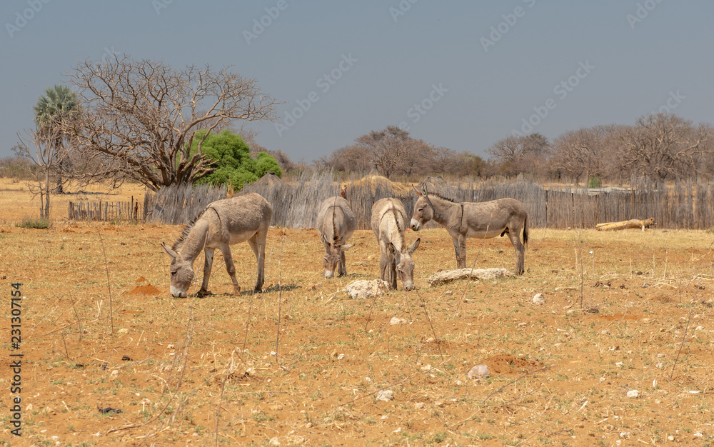 Obraz premium Esel als Nutztiere im nördlichen Namibia, Kavango Region, am Fluss Cubango