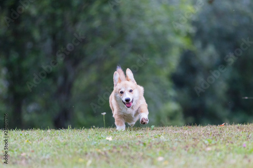 Fotografie Корги