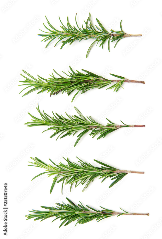 Fototapeta premium set of fresh rosemary on a white background