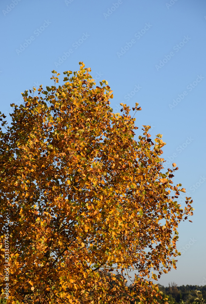 wonderful and perfect autumn day, autumnal rural scene with colorfully colored deciduous tree and clear blue sky