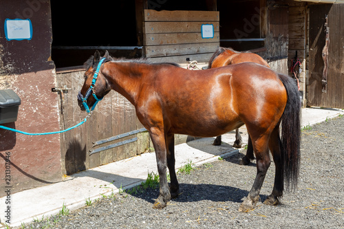 chevaux