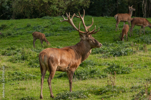 Rothirsch  Cervus elaphus 