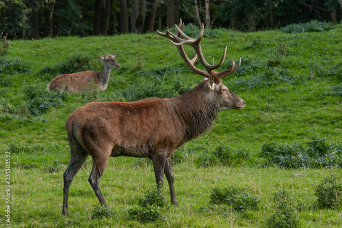 Rothirsch und Rothirschkuh in der Brunft  Cervus elaphus 